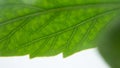 Green leaves house plants close-up in macro with texture Royalty Free Stock Photo