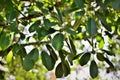 The green leaves of Ilex paraguariensis in the park Royalty Free Stock Photo