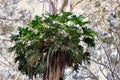 The green leaves of Ilex paraguariensis in the park