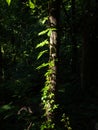 Green leaves illuminated by sunlight on a tree branch with all surroundings in deep shadows in Shenandoah National Park, Virginia Royalty Free Stock Photo