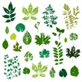 Green leaves imprints set isolated on white background vector