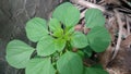 Indian copperleaf or Acalypha Indica also called as catnip
