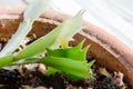 Green leaves. Indoor plant. Decembrist. Green plant in a pot. Young leaves of a flower in a pot. The green leaves of the Decembris