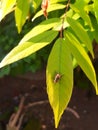 green leaves with insects on the tips