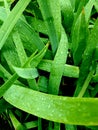 Green leaves of iris after rain