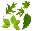 Green leaves isolated Royalty Free Stock Photo