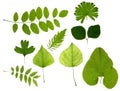 Green leaves isolated Royalty Free Stock Photo