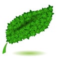 Green Leaves Isolated. Symbl of Nature