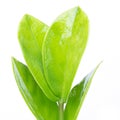 Green leaves isolated on white