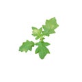 Green leaves isolated on white background. Clipping path included in file. Tomato tree cut out off white background. Royalty Free Stock Photo