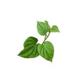 Green leaves isolated on white background with clipping path, Top view. Betel leaves cut out white background. Royalty Free Stock Photo
