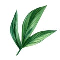 Green leaves isolated on white background. Watercolor illustration, peony leaf