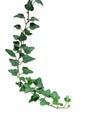 Green leaves ivy climbing vine plant, hanging branch of potted i