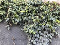 Green leaves of ivy on the stone wall. Close-up shot Royalty Free Stock Photo