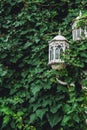 Green leaves of ivy texture background with old vintage street lantern Royalty Free Stock Photo