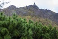 Green leaves of japan pine and peak of mt.usu in showa shinzan v Royalty Free Stock Photo