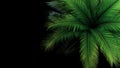 Green leaves of Japanese Sago palm tree the foliage cycad palm plant on black background, top view Royalty Free Stock Photo