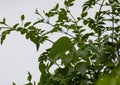 Green Leaves of Jasmine Vine and heart-leaved moonseed