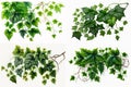 Green leaves Javanese Treebine or Grape ivy cissus Jungle Vine hanging ivy plant shrub on white background - photo collage Royalty Free Stock Photo