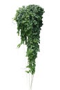 Green leaves Javanese treebine or Grape ivy Cissus spp. jungle vine hanging ivy plant bush isolated on white background with