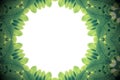 Green leaves with kaleidoscope effect, abstract color nature frame on white background. Royalty Free Stock Photo