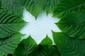 Green leaves of Kratom Mitragyna speciosa Mitragynine in frame pattern on white ceramic plate