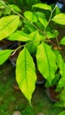 Green leaves that lacks nutrients Royalty Free Stock Photo