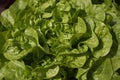 Lactuca sativa close up