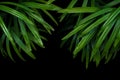 Green leaves of lady palm or bamboo palm Rhapis excelsa the fa