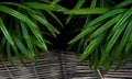 Green leaves of lady palm or bamboo palm Rhapis excelsa the fa