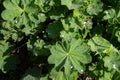 Green leaves of lady s mantle or Alchemilla with dew drops Royalty Free Stock Photo