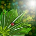 Green leaves with ladybug