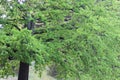 Green Leaves on Large Tree