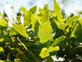 Green leaves of laurel tree close up outdoors