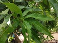 Green leaves / leafs of Mangoe / Mango Tree with rain water droplets Royalty Free Stock Photo