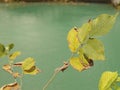 Green leaves with leaves dying in the sun on a thin twig against the background of a green pond