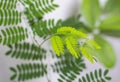 Green Leaves of Leucaena leucocephala white leadtree Tree