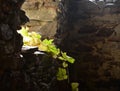 Green leaves and light entering in stone house ruin.