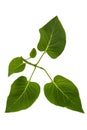 Green leaves of Lilac, Syringa vulgaris, isolated on white background Royalty Free Stock Photo