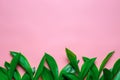 Green leaves of lilly of the valley as a floral border with copy space. Flat lay with pink isolated background Royalty Free Stock Photo