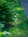 Green leaves of lily in the park