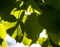 Green leaves of the lime tree in the sunshine Royalty Free Stock Photo