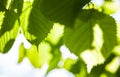 Green leaves of the lime tree in the sunshine Royalty Free Stock Photo