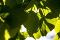 Green leaves of the lime tree in the sunshine Royalty Free Stock Photo