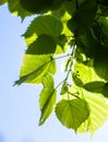 Green leaves of the lime tree in the sunshine Royalty Free Stock Photo