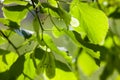 Green leaves of the lime tree in the sunshine Royalty Free Stock Photo