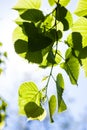 Green leaves of the lime tree in the sunshine Royalty Free Stock Photo