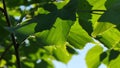 Green leaves of a linden tree on a sunny day.
