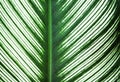 Green leaves line nature patterns and white edges alternating texture for background , reflection from the sun