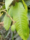 Green Leaves with Little mangoes Beautiful village